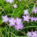 Dianthus superbus പുഷ്പം