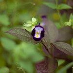 Torenia fournieri Blomst