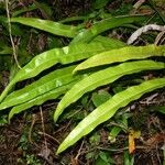 Microsorum punctatum Blatt