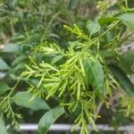 Cestrum nocturnum Кветка