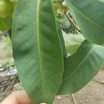 Syzygium aqueum 葉