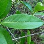 Chionanthus broomeanus Leaf