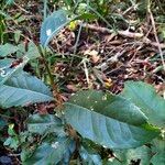 Elaeodendron croceum 葉