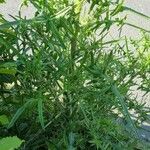 Cirsium vulgare Leaf