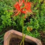 Lycoris radiata Цвят