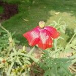 Papaver dubiumFlower