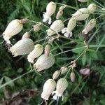 Silene vulgaris 花