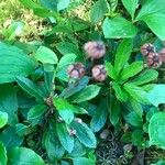 Chimaphila umbellata Hoja