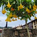 Brugmansia versicolorBlüte