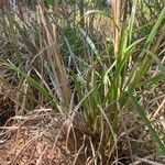 Andropogon bicornis Leaf