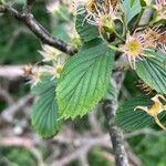 Crataegus punctata Leaf