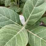 Calotropis gigantea Leaf