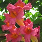 Pandorea pandorana Flower