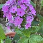 Phlox carolina Flower