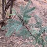 Prosopis chilensis Leaf