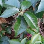 Bougainvillea spectabilis Lapas