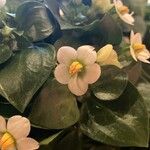 Exacum affine Flower