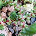 Sedum moranense Leaf