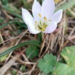 Colchicum cupanii Flor