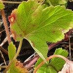 Pelargonium glechomoides Lehti