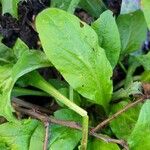 Bellis sylvestrisBlad