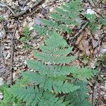 Dryopteris intermedia Hoja