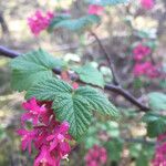 Ribes sanguineumFlower