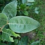 Elaeagnus pungens Leaf