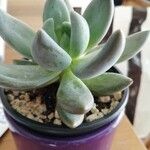 Pachyphytum kimnachii Leaf