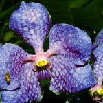 Vanda coerulescens Cvet