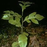 Artocarpus elasticus 樹皮