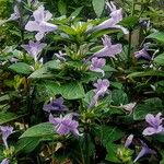 Barleria cristataBlomma