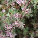 Galenia pubescens Hábito