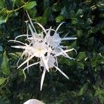 Hymenocallis coronaria Flower