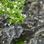 Stenaria nigricans Flower