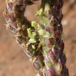 Plantago serraria Flor