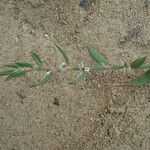 Polygonum raii 形態