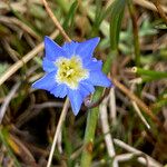 Gentiana sedifolia Flor