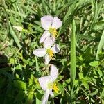 Rhexia mariana Blüte