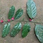 Heisteria parvifolia 整株植物