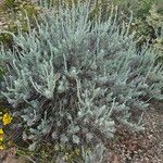 Artemisia tridentata ഇല