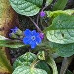 Omphalodes vernaÇiçek