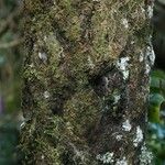 Cyathea glauca Bark