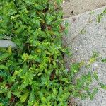 Commelina communis Pokrój