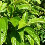 Miconia affinis Leaf