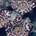 Larryleachia picta Flors