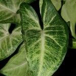 Syngonium podophyllumपत्ता