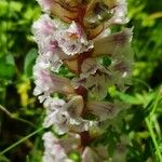 Orobanche crenata Flower