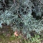 Juniperus chinensis 葉