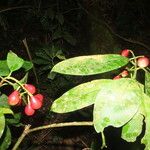 Chrysochlamys nicaraguensis Leaf